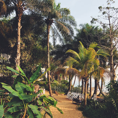 Palmiers près de la mer en Guinée